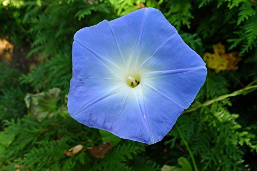 Seed Kingdom Morning Glory Heavenly Blue
