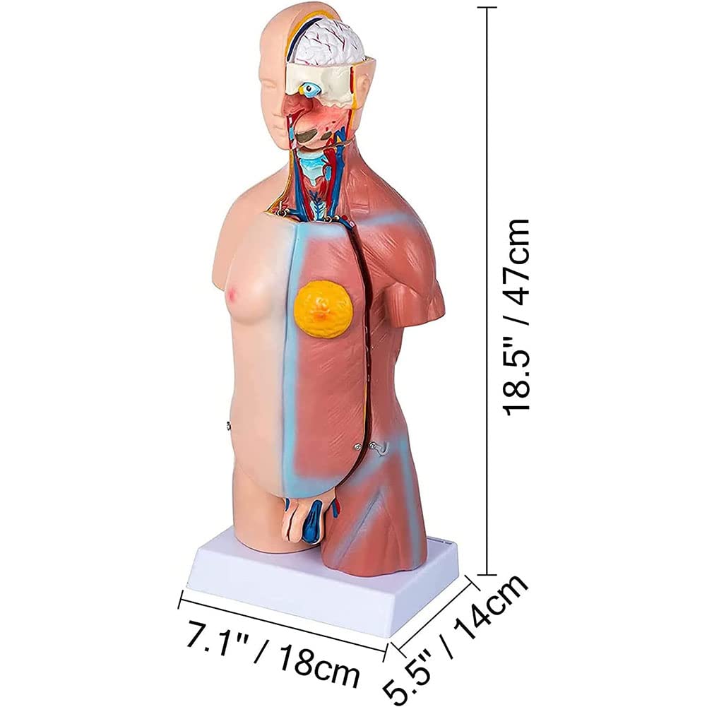 Anatomisdiagram Van Het Menselijk Oor En Keel Stock Illustratie