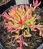 Baumschule Pflanzenvielfalt