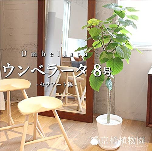Amazon｜ノーブランド品 フィカス・ウンベラータ 8号 セラアート鉢