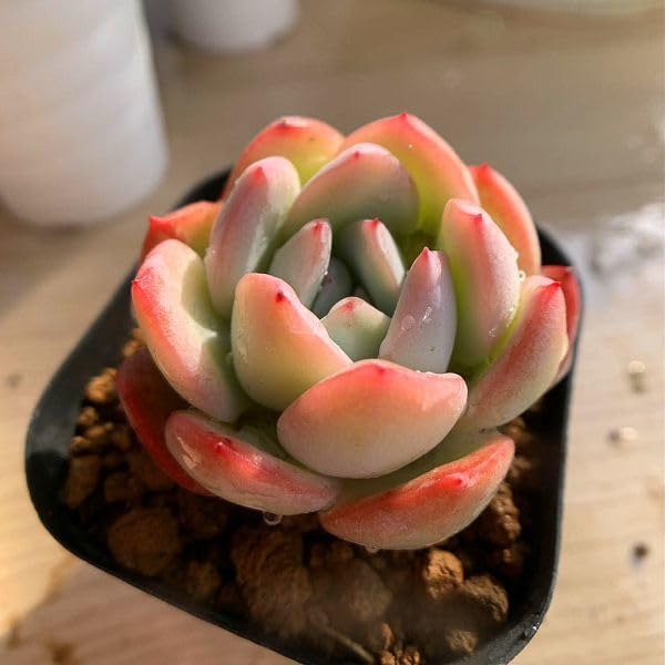 Amazon.co.jp: 農園直売 多肉植物 寄せ植え エケベリア属 アイス