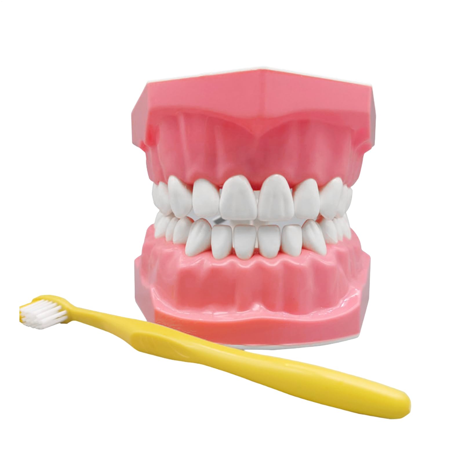 Modelo de dientes - Herramienta de educación de dentales con pincel | Modelo de grande, ideal para capacitación, incluye ayuda para la enseñanza para adolescentes jóvenes amigos de la familia niñ