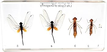 トンボ 標本 トンボ 標本 - メルカリ