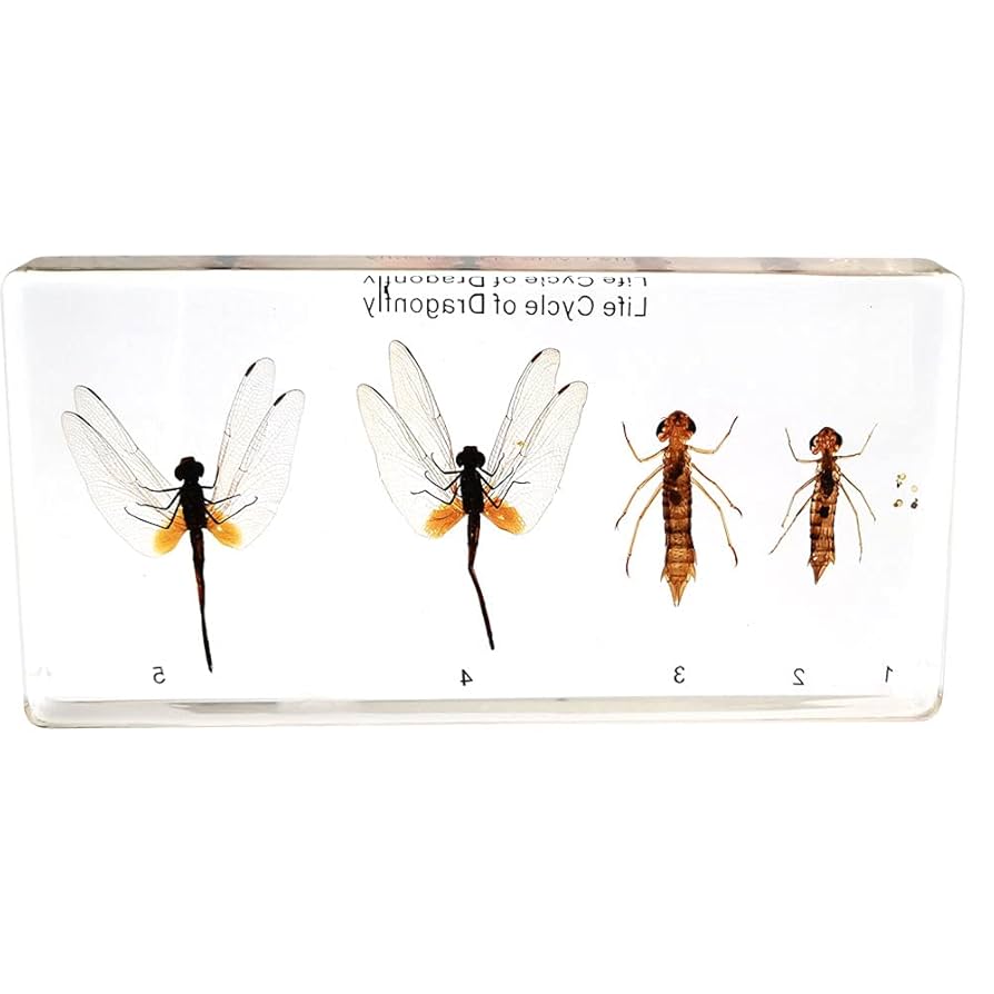 イトウの標本（剥製） イトウの標本（剥製）