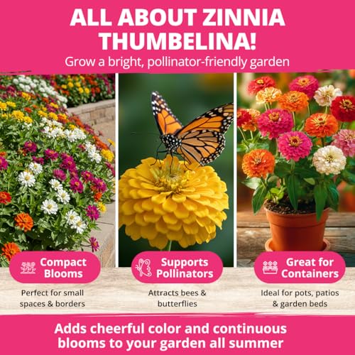 Image of HOME GROWN Thumbelina Zinnia Seeds (1g) - 500 Dwarf Zinnia for Planting 2026, Spring Flower Seeds to Plant Outside, Easy Summer Garden Bloom for Containers & Borders (Zinnia elegans)