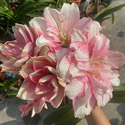 3 pcs amaryllis zwiebel - winterharte kübelpflanzen gartenblumen,Hippeastrum rutilum, blumenzwiebeln mehrjährig winterhart kleine geschenke zwiebel wildblumen gartenarbeit blumendeko – Bild 3
