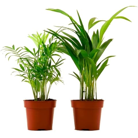 DECOALIVE Palmera Chamaedorea & Areca Cover