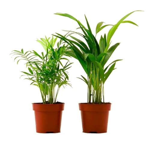 DECOALIVE Palmera Chamaedorea & Palmera Areca Plantas Naturales de Interior