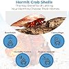 JOR Hermit Crab Shells, Medium and Large Growth Turbo Seashells, 1” - 2” Shell Opening Size, for Small and Medium Crabs in Terrarium and Aquarium, Craft Use, Hermit Crab Supplies & Conch Decor 6 pcs #2
