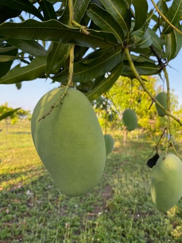 Image of Mallika Mango Plant Grafted Fruit After 1-2 Years Hybrid Live Fruit Tree Height 3 Feet, Pack Of 1 Plant PB 56