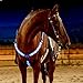 SSZYace Adjustable LED Horse Breastplate Collar, Nylon LED Night Flashing Light Bar Harness Tack Equestrian Safety Gear with 3 Lighting Modes and USB Rechargeable (Blue)