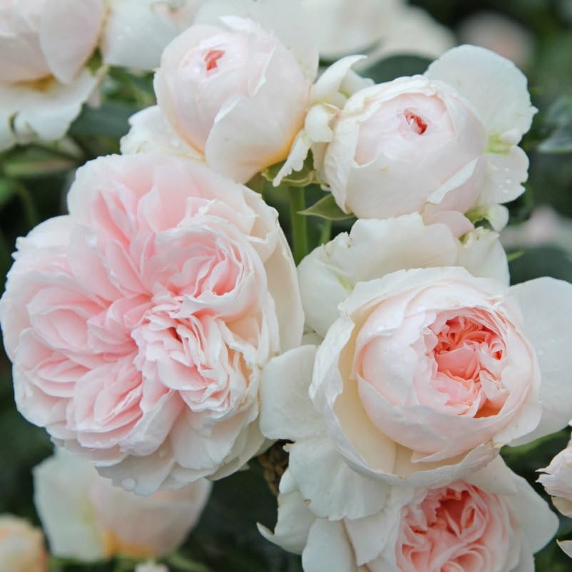 Kletterrose ‘Sabrina ®`ist eine cremeweiß blühende und duftende ADR-Topfrose. Frisch aus der eigenen Gärtnerei mit kräftige Triebe und dichten Wurzeln. Im 6 Liter Topf.
