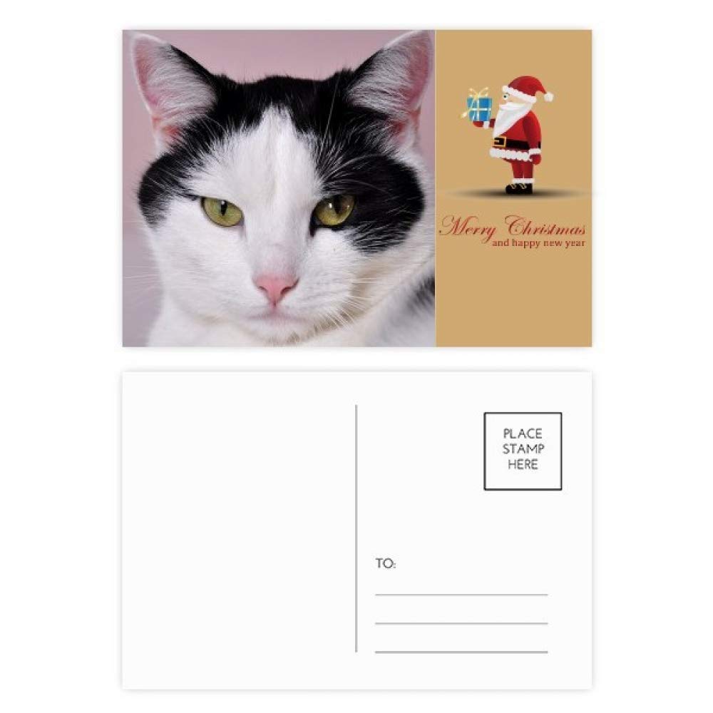 Cartes postales remerciement animal de compagnie Billicat Père Noël pour vœux hiver