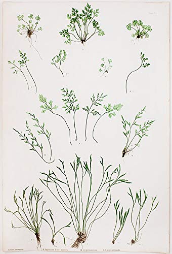 What is a forked spleenwort