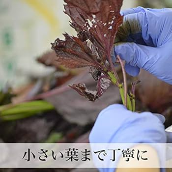 Amazon | もみしそ 無添加 国産 500g 無着色 生梅2kg用 赤しそ 葉 福岡