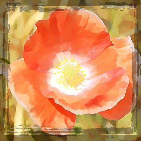 Double interrupteur à baïonnette motif pavot orange 3dRose lsp_47227_2