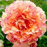 Peach & Pink Peony Flower Seeds 30 Seed Pack Easy Grow