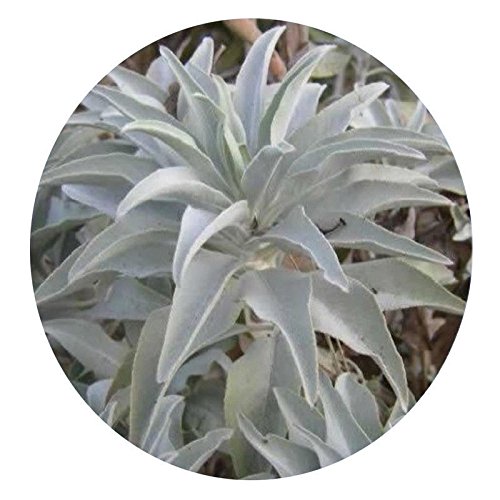 200 Pz California White Sage Seeds Sacred Salvia Apiana Ceremonial Aromaticsesjb:Seeds