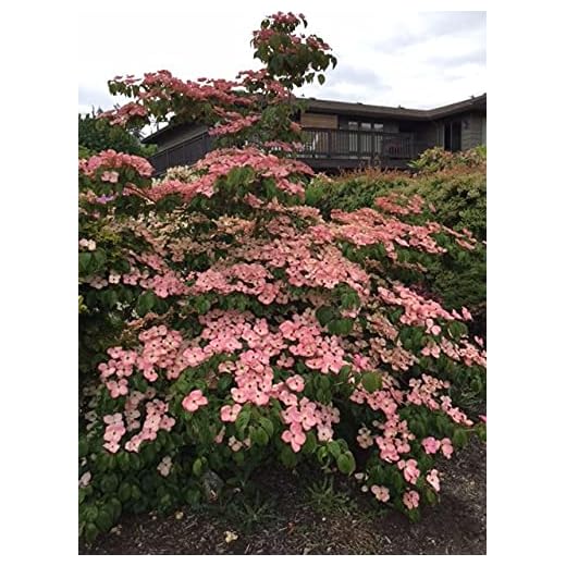 Pink Kousa Japanese Dogwood - Spring Flowering Tree - Live Plant Shipped 3 Feet Tall by DAS Farms (No California)
