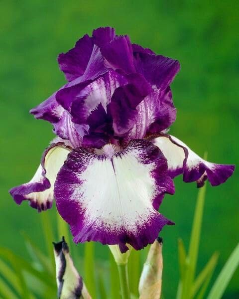SVG® Dutch Iris Flower Bulbs for Your Home and Gardening Pack of 2 Bulbs (PURE VIOLET)