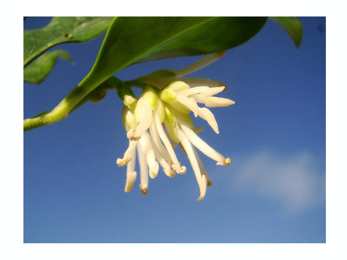 Christmas Box Shrub, SARCOCOCCA CONFUSA, Winter Flowering, Scented Plant in a 7 or 8cm Pot