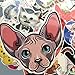 Homyu Stickers Pack 50-Pcs Decals of Cute Cat Animal Stickers Decals for Cars Motorcycle Portable Luggages Ipad Laptops Waterproof Sunlight-Proof