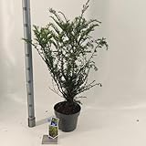 Fresh Plants