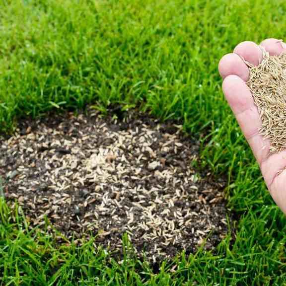 Semillas de Césped Natural 1Kg La Solución para un Césped Resistente y Duradero