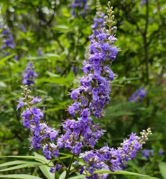 Miniatura 8 de Vitex Chaste Tree (Chasteberry Shrub) - Planta viva de 6 a 12 pulgadas de alto - Maceta de cuarto de galón - Plántula de arbusto de bayas Chastetree