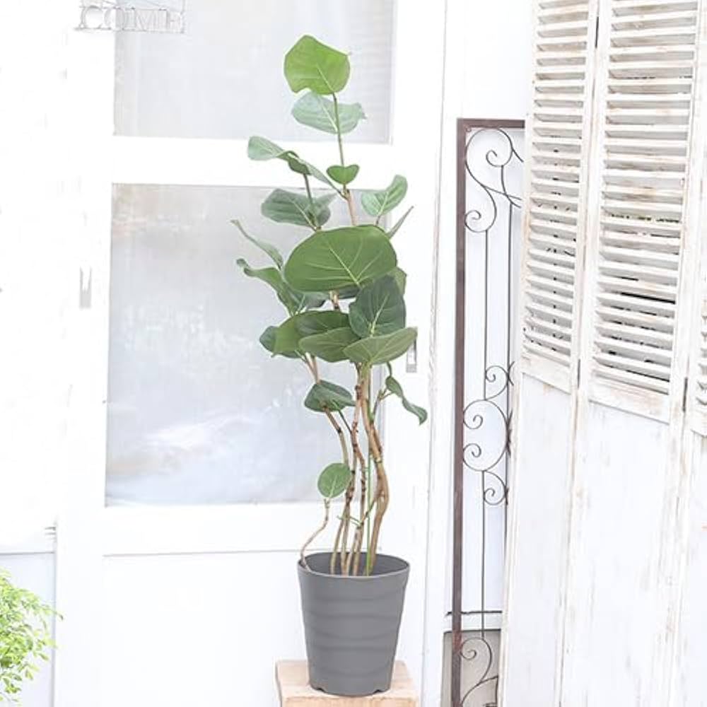［現品］96番　シーグレープ　曲がり　8号　観葉植物　大型　室内　ユニーク 現品］96番 シーグレープ 曲がり 8号 観葉植物 大型 室内