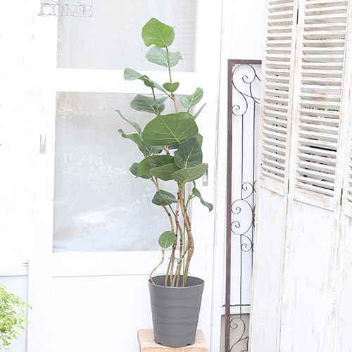 Amazon|現品販売 観葉植物 シーグレープ ココロバ 8号 高さ130cm Amazon|現品販売 観葉植物 シーグレープ ココロバ 8号 高さ130cm