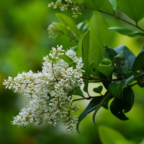 Semi di siepe di ligustro, autunnali Ligustro lucido, siepi rare da giardino roccioso verdi arbusti fioriti resistenti da esterno 350pcs