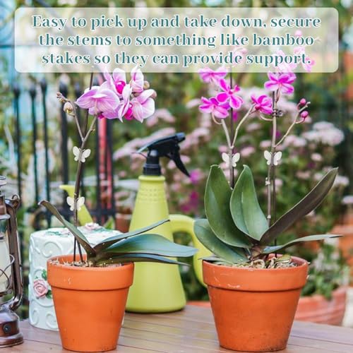 ACAREY 40 Stück Pflanzenclips Orchideen Klammern, Transparent Pflanzenklammern, 3.5cm Garten Deko Pflanzen Clips für Tomaten,Rosen,Orchideen usw, Pflanzen Klammern für Unterstützen und Halten Pflanze