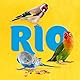 RIO Grit-Mischung | Doppelpack | 2 x 520 g | Mineralfuttermittel für Vögel | Zur Unterstützung der Verdauung | Enthält wichtige Mineralstoffe wie Kalzium, Phosphor und Natrium