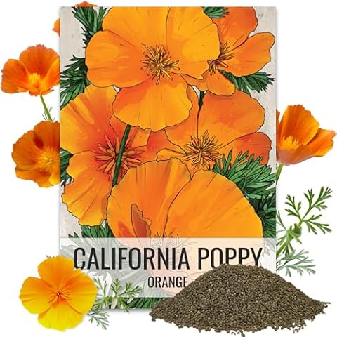 Seed Needs, 2 Ounce 30,000+ California Orange Poppy Wildflower Seeds for Planting (Eschscholzia californica) - Heirloom & Open Pollinated, Orange Blooms Attract Butterflies & Bees - Bulk Cover