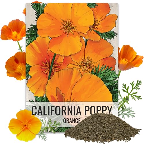Seed Needs California Poppy Orange Flowering Wildflower Seeds | 2 Ounce 30,000+ Heirloom Seeds Eschscholzia Californica Native Open Pollinated | Flowering Seed Produces 3
