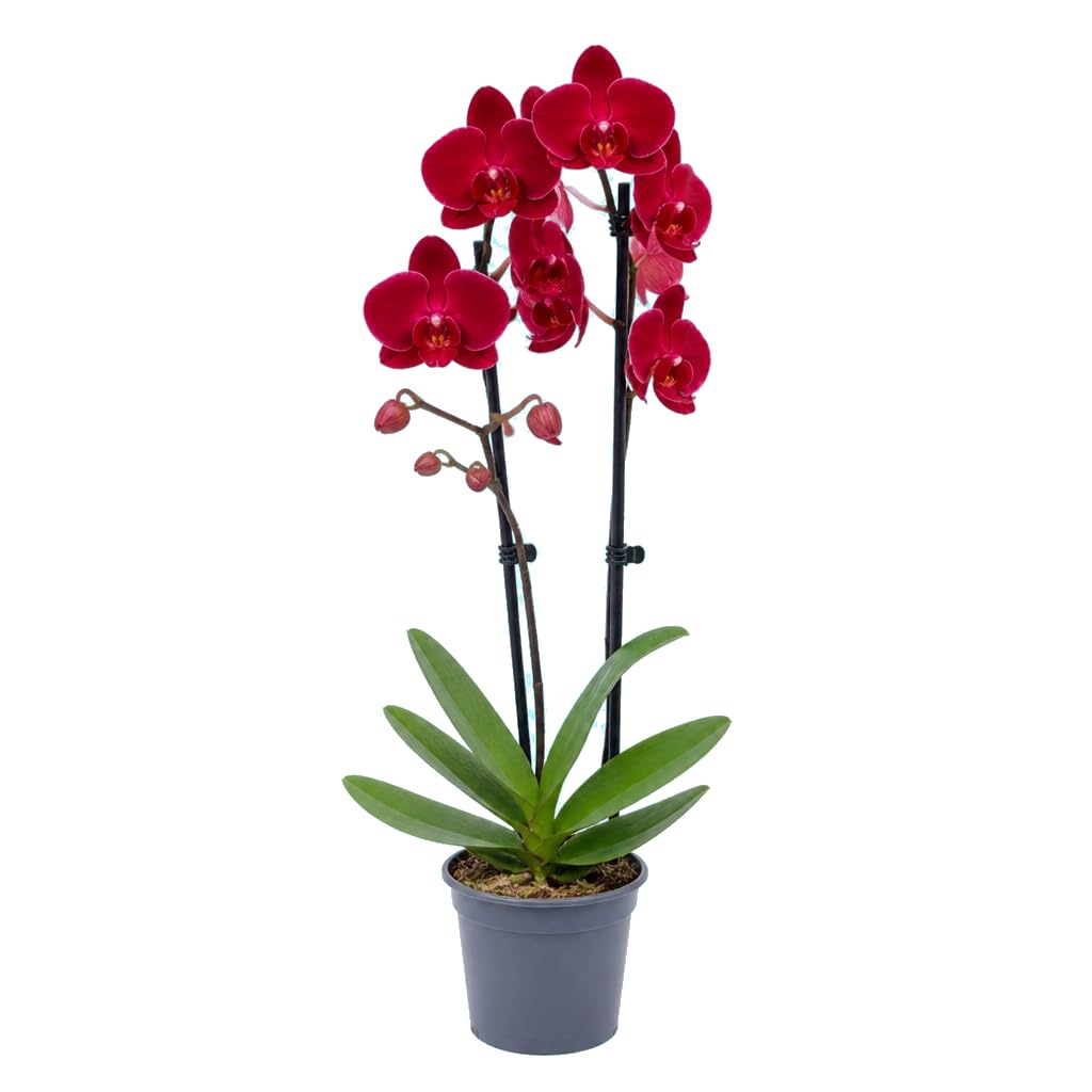 Phalaenopsis 2 Troncos Planta Viva Orquídea DECOALIVE | Decoración Natural con Flor | Maceta 12 cm Diámetro | Altura 55-65 cm