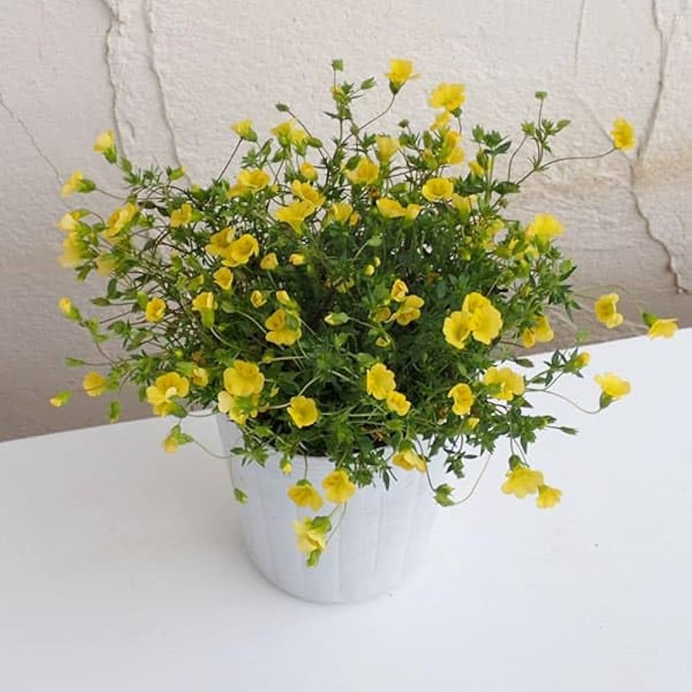 【marudoraさま専用】LSU Gold 挿木苗 ほか2点 marudoraさま専用】LSU Gold 挿木苗 ほか2点 marudoraさま専用