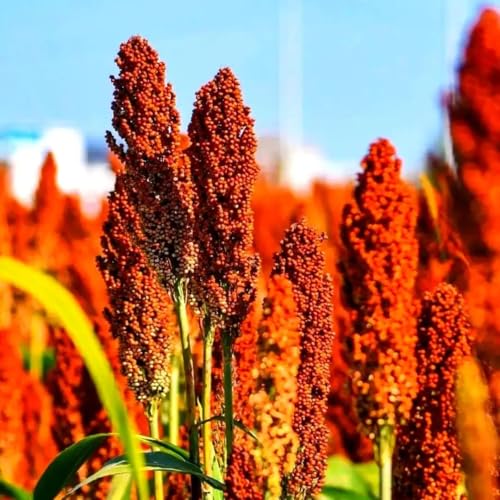 Sorghum Seeds: 150 PCS Premium Annual Seeds Drought-Resistant Multi-Use for Gardens Livestock Feed & Crop Cultivation