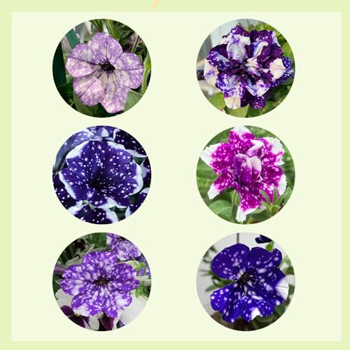 petunien stehend, gartenpflanzen winterhart mehrjährig 900samen