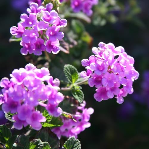 2 Trailing Lantana Plants Live for Planting Indoor Outdoor, 4-8 Inch Tall, Butterfly Fragrant Lantana Flowers, No Pot (Purple Lantana)