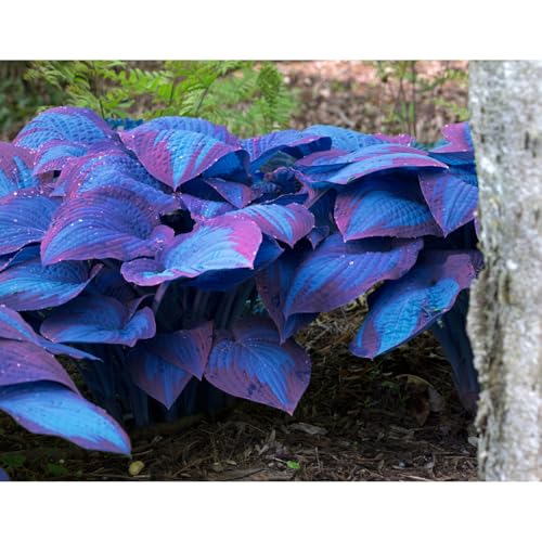 200pcs Blue Hosta Seeds for Easy Planting & Growth Indoors or Outdoors