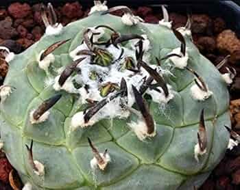 ツルビニカルプス　昇雲竜　群生　Turbinicarpus 希少 国内繁殖株 ツルビニカルプス 昇雲竜 群生 Turbinicarpus 希少 国内繁殖株