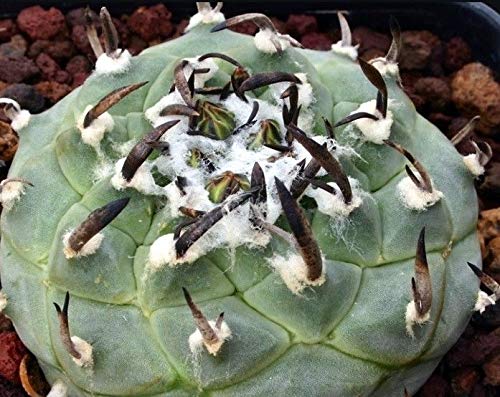 yqz Turbinicarpus klinkerianuscrjJvXE_ifVRڃcrjJvXT{e5 (klinkerianus) [sAi]