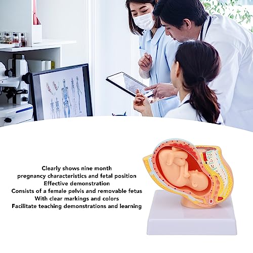 Image of 9 Months Baby Fetus Model, Female Pelvis Model for Pregnancy, Clear Structure, High Simulation for Science
