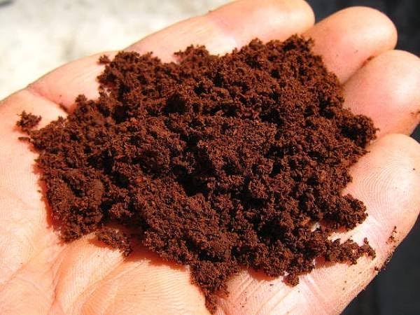 マルバネマット(赤枯れ)3L マルバネクワガタ 飼育マニュアル