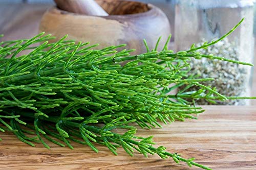 Miniatura 2 de Cola de caballoShavegrass - Equisetum arvense CS 100% from Nature (1 oz)