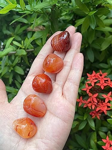 Image of GAF TREASURES 1 /2 LB Carnelian Tumbled Stones, Polished Carnelian Gemstone, Carnelian Healing Crystals (Carnelian)