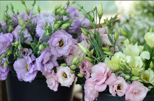 Notswoh | Mixed Eustoma Grandiflorum-Lisianthus Seeds-Perennial（1000） #TOP1