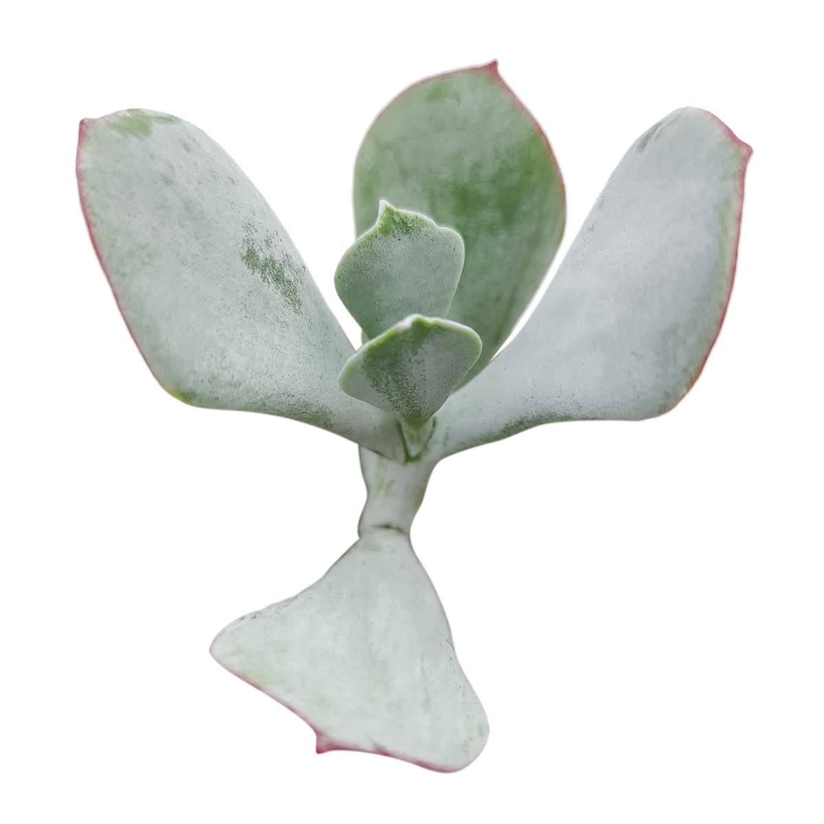 Amazon.com : Cotyledon Orbiculata - Pig's Ear for Sale | Succulent Care (2"  Clay Pot) : Patio, Lawn & Garden